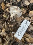  ( - FDS-CA-00551)  @11 [ ] by-nc (2024) Damon Tighe Fungal Diversity Survey