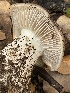  ( - FDS-CA-00551)  @11 [ ] by-nc (2024) Damon Tighe Fungal Diversity Survey