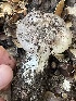  ( - FDS-CA-00551)  @11 [ ] by-nc (2024) Damon Tighe Fungal Diversity Survey