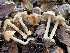  (Inocybe sp. xanthomelas-PNW38 - FDS-CA-00558)  @11 [ ] by-nc (2024) Damon Tighe Fungal Diversity Survey