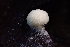  (Modicella - FDS-CA-00560)  @11 [ ] by-nc (2024) Damon Tighe Fungal Diversity Survey