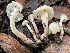  ( - FDS-CA-00563)  @11 [ ] by-nc (2024) Damon Tighe Fungal Diversity Survey