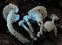  ( - FDS-CA-00563)  @11 [ ] by-nc (2024) Damon Tighe Fungal Diversity Survey