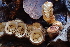  (Crucibulum - FDS-CA-00565)  @11 [ ] by-nc (2024) Damon Tighe Fungal Diversity Survey