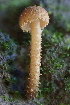  (Flammulaster sp. CA02 - FDS-CA-00567)  @11 [ ] by-nc (2024) Damon Tighe Fungal Diversity Survey