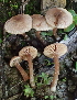  ( - FDS-CA-00569)  @11 [ ] by-nc (2024) Damon Tighe Fungal Diversity Survey