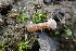  ( - FDS-CA-00569)  @11 [ ] by-nc (2024) Damon Tighe Fungal Diversity Survey