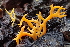  (Ramariopsis sp. CA06 - FDS-CA-00570)  @11 [ ] by-nc (2024) Damon Tighe Fungal Diversity Survey