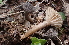  ( - FDS-CA-00572)  @11 [ ] by-nc (2024) Damon Tighe Fungal Diversity Survey