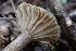  ( - FDS-CA-00572)  @11 [ ] by-nc (2024) Damon Tighe Fungal Diversity Survey