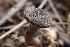  ( - FDS-CA-00572)  @11 [ ] by-nc (2024) Damon Tighe Fungal Diversity Survey