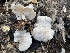  ( - FDS-CA-00576)  @11 [ ] by-nc (2024) Damon Tighe Fungal Diversity Survey