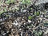  ( - FDS-CA-00576)  @11 [ ] by-nc (2024) Damon Tighe Fungal Diversity Survey