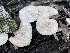  ( - FDS-CA-00576)  @11 [ ] by-nc (2024) Damon Tighe Fungal Diversity Survey