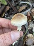  ( - FDS-CA-00577)  @11 [ ] by-nc (2024) Damon Tighe Fungal Diversity Survey