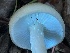  ( - FDS-CA-00577)  @11 [ ] by-nc (2024) Damon Tighe Fungal Diversity Survey