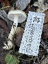  ( - FDS-CA-00577)  @11 [ ] by-nc (2024) Damon Tighe Fungal Diversity Survey