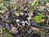  ( - FDS-CA-01311)  @11 [ ] by-nc (2024) Stu Pickell Fungal Diversity Survey