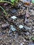  ( - FDS-CA-01303)  @11 [ ] by-nc (2024) Stu Pickell Fungal Diversity Survey