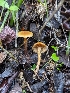  (Galerina sp. CA02 - FDS-CA-01308)  @11 [ ] by-nc (2024) Stu Pickell Fungal Diversity Survey