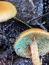  ( - FDS-CA-01308)  @11 [ ] by-nc (2024) Stu Pickell Fungal Diversity Survey