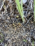  (Bolbitius sp. PNW01 - FDS-CA-01315)  @11 [ ] by-nc (2024) Stu Pickell Fungal Diversity Survey