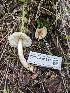  (Leucoagaricus sp. rubrotinctoides-PNW08 - FDS-CA-01317)  @11 [ ] by-nc (2024) Stu Pickell Fungal Diversity Survey