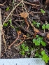  ( - FDS-CA-01321)  @11 [ ] by-nc (2024) Stu Pickell Fungal Diversity Survey