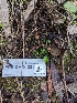  ( - FDS-CA-01321)  @11 [ ] by-nc (2024) Stu Pickell Fungal Diversity Survey