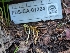  ( - FDS-CA-01324)  @11 [ ] by-nc (2024) Stu Pickell Fungal Diversity Survey