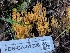  ( - FDS-CA-01326)  @11 [ ] by-nc (2024) Stu Pickell Fungal Diversity Survey