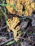  ( - FDS-CA-01326)  @11 [ ] by-nc (2024) Stu Pickell Fungal Diversity Survey