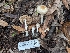  ( - FDS-CA-01336)  @11 [ ] by-nc (2024) Stu Pickell Fungal Diversity Survey