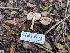  ( - FDS-CA-01335)  @11 [ ] by-nc (2024) Stu Pickell Fungal Diversity Survey