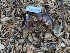  ( - FDS-CA-01340)  @11 [ ] by-nc (2024) Stu Pickell Fungal Diversity Survey