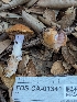  (Cortinarius sp. CA02 - FDS-CA-01341)  @11 [ ] by-nc (2024) Stu Pickell Fungal Diversity Survey