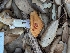  ( - FDS-CA-01341)  @11 [ ] by-nc (2024) Stu Pickell Fungal Diversity Survey