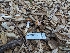  ( - FDS-CA-01341)  @11 [ ] by-nc (2024) Stu Pickell Fungal Diversity Survey