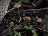  (Romagnesiella - FDS-CA-01321)  @11 [ ] by-nc (2024) Stu Pickell Fungal Diversity Survey