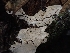  ( - HAY-F-007971)  @11 [ ] by-nc (2023) Sadie Hickey Fungal Diversity Survey