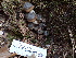  (Armillaria sp. mellea-PNW01 - HAY-F-004295)  @11 [ ] by-nc (2023) Jaren Hockert Fungal Diversity Survey