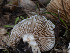  ( - FDS-CA-01334)  @11 [ ] by-nc (2024) Stu Pickell Fungal Diversity Survey