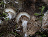  ( - FDS-CA-01334)  @11 [ ] by-nc (2024) Stu Pickell Fungal Diversity Survey