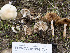  ( - FDS-CA-01334)  @11 [ ] by-nc (2024) Stu Pickell Fungal Diversity Survey