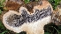  ( - FDS-CA-01703)  @11 [ ] c (2024) Michelle C. Torres-Grant Fungal Diversity Survey