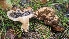  ( - FDS-CA-01703)  @11 [ ] c (2024) Michelle C. Torres-Grant Fungal Diversity Survey