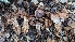  (Cortinarius vinaceogrisescens - FDS-CA-01702)  @11 [ ] c (2024) Michelle C. Torres-Grant Fungal Diversity Survey