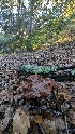  ( - FDS-CA-01702)  @11 [ ] c (2024) Michelle C. Torres-Grant Fungal Diversity Survey