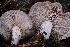  ( - FDS-CA-00703)  @11 [ ] by-nc (2024) Taye Bright Fungal Diversity Survey