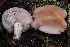  ( - FDS-CA-00703)  @11 [ ] by-nc (2024) Taye Bright Fungal Diversity Survey
